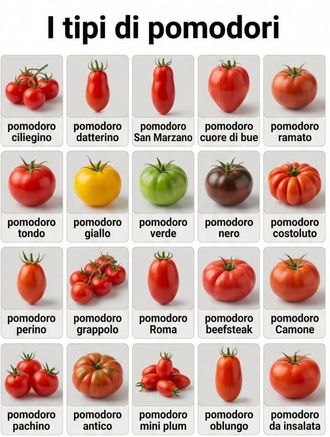 I tipi di pomodori italiani — guida illustrata: ciliegino, datterino, San Marzano, cuore di bue, ramato, tondo, giallo, verde, nero, costoluto, perino, grappolo, Roma, beefsteak, Camone, pachino, antico, mini plum, oblungo, da insalata